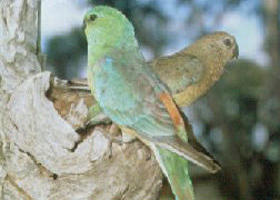 Lake Albacutya Regional Park - Holiday Find 0