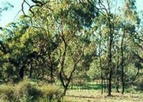 Pine View VIC Holiday Find