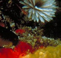 Point Cooke Marine Sanctuary - Holiday Find