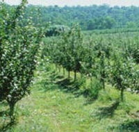 Pettys Orchard - Holiday Find