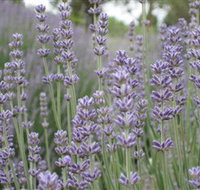 Warratina Lavender Farm - Holiday Find