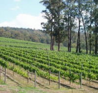 Piedmont Vineyard