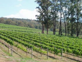 Piedmont Vineyard - Holiday Find 0