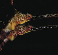 Eagle Rock Marine Sanctuary - Holiday Find