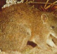 The Pines Flora and Fauna Reserve - Holiday Find