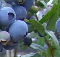 Tuckerberry Hill - Holiday Find