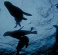 The Arches Marine Sanctuary