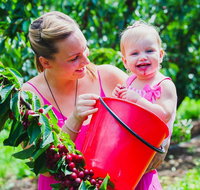 Cherryhill Orchards - Holiday Find