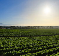 GREENSTONE VINEYARDS - Holiday Find