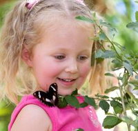 Coffs Harbour Butterfly House - Holiday Find