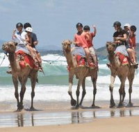 Camel Rides with Coffs Coast Camels - Holiday Find