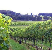 Banjo's Run Winery and Vineyard - Holiday Find