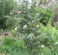 Tombstone Estate Vineyard - Holiday Find