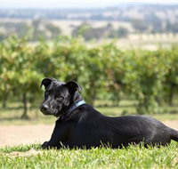 Moothi Estate Vineyard and Cellar Door - Holiday Find