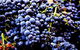 Nandroya Vineyard - thumb 0