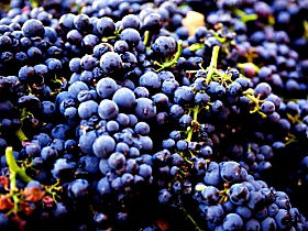 Nandroya Vineyard - Holiday Find 0