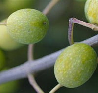 Montalto Vineyard and Olive Grove