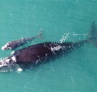 Fazshot Photography - Holiday Find