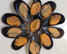 Advance Mussel Supply - Holiday Find 3