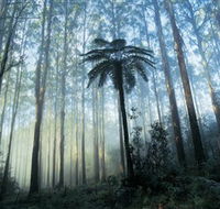 Yarra Ranges National Park