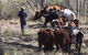 Gleneden Organic Farm And The Gleneden Bullock Team - thumb 1