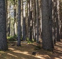 Sugarpine Walk - Holiday Find