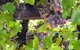  Murrumbateman Winery Company Pty Ltd  - thumb 0