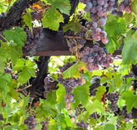 Murrumbateman Winery Company Pty Ltd  - Holiday Find