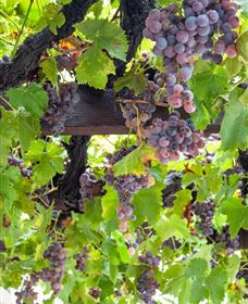  Murrumbateman Winery Company Pty Ltd  - Holiday Find 0