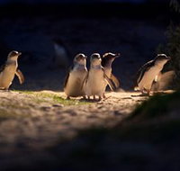 Phillip Island Nature Parks - Holiday Find