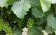Kerralee Wines - thumb 1