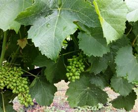 Kerralee Wines - Holiday Find 1