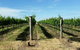 Kerralee Wines - thumb 0