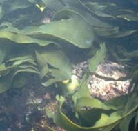 Churchill Island Marine National Park - Holiday Find