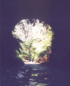 Glow Worm Tunnel - Holiday Find 0