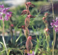 Carnamah-Eneabba Wildflower Drive - Holiday Find