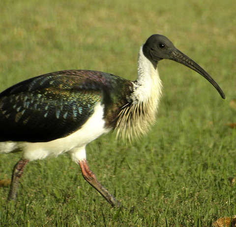 Toowoomba Water Bird Habitat - Holiday Find 0