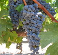 Joshuas Fault Wine - Holiday Find