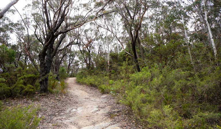 Good Forest NSW Holiday Find