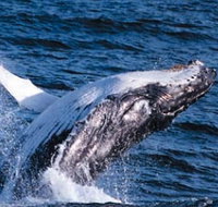 Sydney Eco Whale Watching