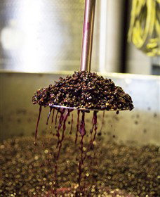 Quealy Winemakers - Holiday Find 6