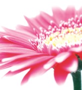 Burwood Plaza - Holiday Find 0