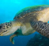 Byron Bay Dive Centre - Holiday Find