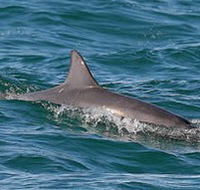 Byron Bay Dolphin Wildlife Tours - Holiday Find