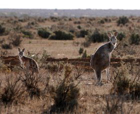 Silver City Tours - Holiday Find 1