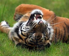 Symbio Wildlife Park - Holiday Find 6