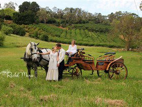 Classic Carriage Drives - Holiday Find 2
