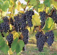 Hills Short Wine and Food Trail - Holiday Find
