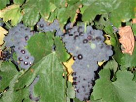 Grancari - Holiday Find 2