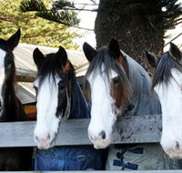 Victor Harbor Horse Drawn Tramway - Holiday Find